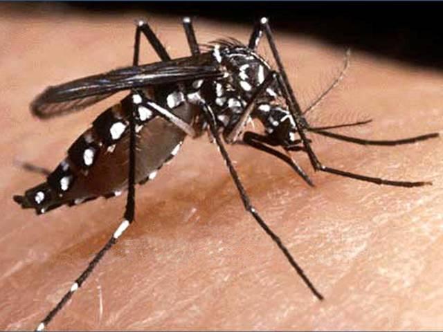 दिल्ली में डेंगू से एक और मौत, आंकड़ा 22 पर पहुंचा Dengue_Delhi_One more die of dengue, toll rises to 22