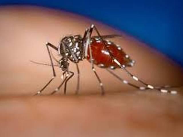 दिल्ली: डेंगू के कहर से 24 घंटे में पांच और लोगों की मौत delhi: dengue kills five in day