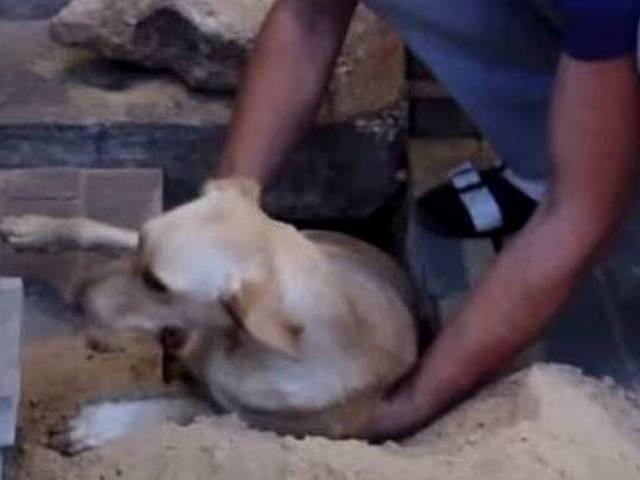 जिंदा दफ्न हुई गर्भवती कुत्तिया को दो दिन बाद सही सलामत निकाला गया