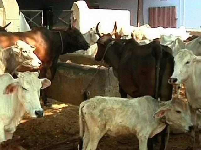 एक मुस्लिम परिवार 50 सालों से कर रहा है गौ सेवा muslim family serve cow