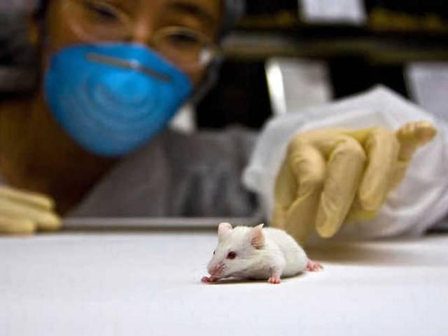 आने वाले खतरे को इस वजह से भांपते हैं आप Fruit fly brain cells hold the answer to smell