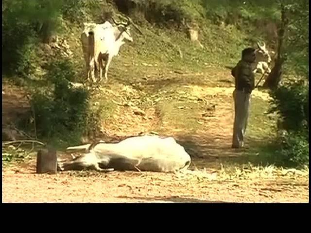 ऑपरेशन गोरक्षा: गायों की तस्करी का 'गोल्डन रूट'! full information on cow smuggling