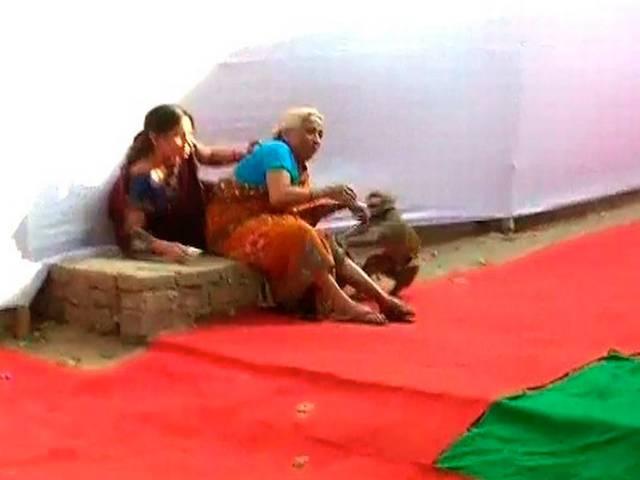 'नीतीश के बूथ' पर बंदर का आतंक, आधा दर्जन लोगों को काटा Monkey Menace: Animal bites and scares people in polling