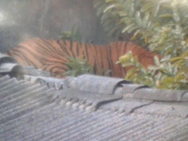 भोपाल : इंजीनियरिंग कालेज में घुसा बाघ, हड़कंप Tiger spotted in Bhopal Engineering college