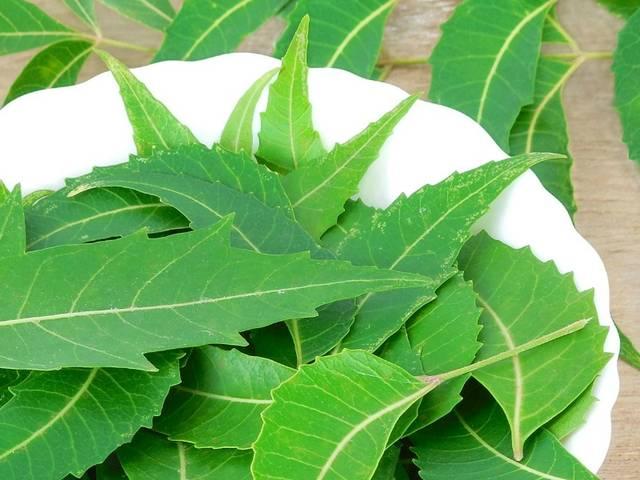 नीम के इतने फायदे, तो क्यों ना खाएं रोजाना नीम The Benefits and Uses of Neem and leaf