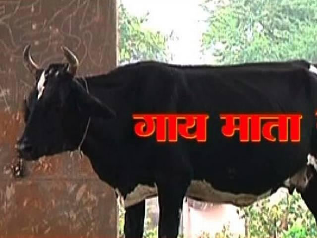 गाय के पेट से निकली 35 किलो प्लास्टिक ‘Holy’ cow is in a sad state today
