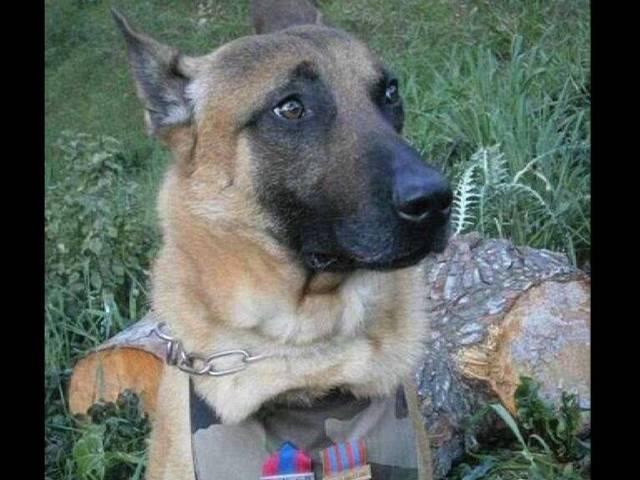 पेरिस हमले में मारे गए जांबाज डीजल की जगह लेगा डोब्रिन्या Russia Sends Puppy to French Police to Replace Fallen Police Dog