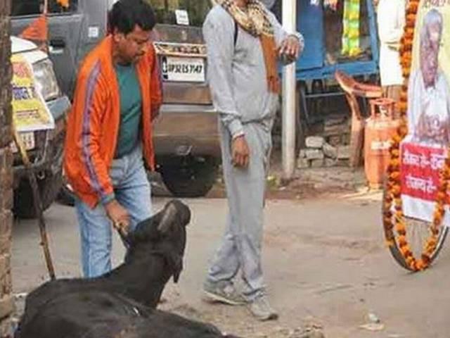 VHP कार्यकर्ताओं ने गाय को मारी लात, तस्वीरें वायरल Video clip showing VHP workers kicking cow goes viral