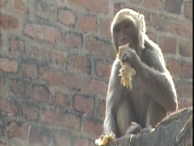 पटना में बंदरों ने मंदिर की पुजारी की पत्थर से मार-मारकर जान ली monkey murderd priest