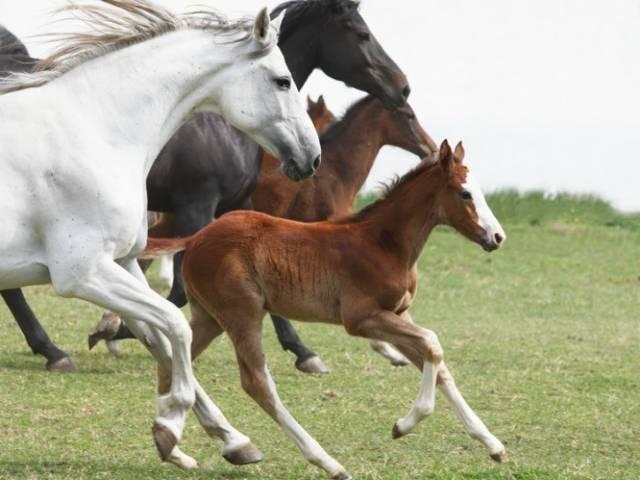 OMG: इस देश में होता है घोड़ों के संग यौन दुर्व्यवहार Switzerland animal rights workers fear as sex attacks on horses rise