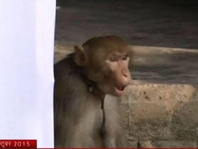 पटना: बंदर ने ईंट मार कर ले ली मंदिर के पुजारी की जान Monkey kills temple priest in Patna