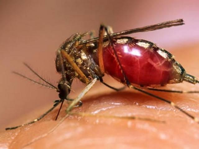 मच्छर मारने के इस तरीके को अपनाने से पहले ये खबर पढ़ लें Global warming may affect pesticide effectiveness