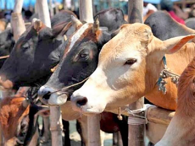मोदी सरकार ने 32 साल बाद बीफ की चर्बी के निर्यात से पाबंदी हटाई buffalo tallow export booms