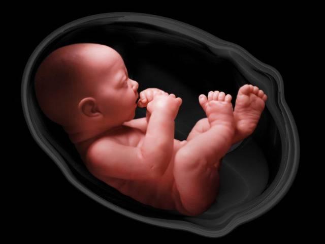 अब भ्रूण के दिमाग पर भी रखी जा सकेगी नजर New 3D software tracks embryo’s brain development