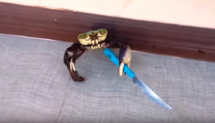 Viral Video Gangster Crab Who Knows How To Use Knife To Defend Itself
