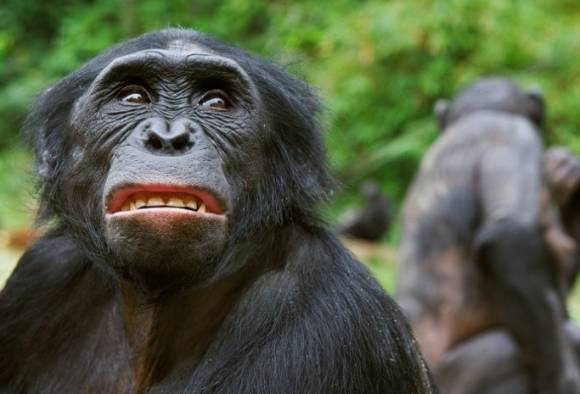 Do chimps believe in God? Mysterious 'ritual' captured