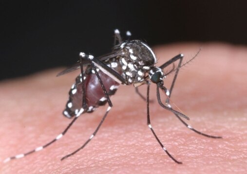 Suffering from Dengue? Try these alternate medicines for its cure and prevention