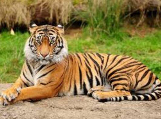 Image result for bagho ki photos