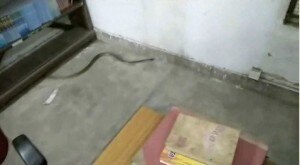 Allahabad_Snake 1