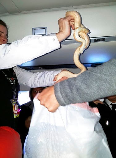 CORRECTION Snake On A Plane