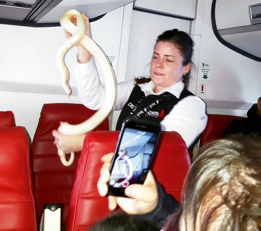 CORRECTION Snake On A Plane