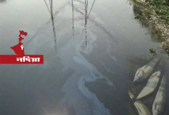 চুর্ণী নদীতে দূষণ, দুর্গন্ধে ভরা নিকষ কালো জলে ভেসে উঠল মরা মাছ