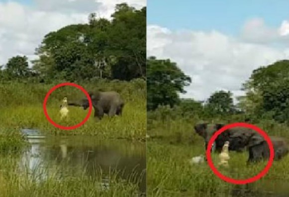 ভিডিও ভাইরাল: শুঁড় কামড়ে ধরল কুমীর, হস্তীশাবককে বাঁচাতে এগিয়ে এল অন্য হাতিরা