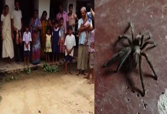 ঝাড়গ্রামে তৃণমূল ব্লক সভাপতির বাড়িতে মিলল ট্যারান্টুলা, আতঙ্কে স্কুল ছুটি দিল শিক্ষিকারা