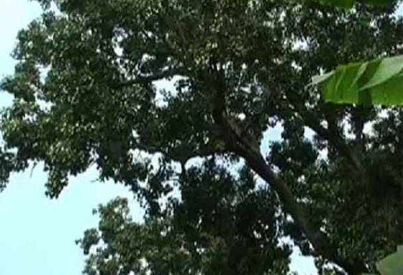 গাছে ভূত! ভয়ে রাস্তা মাড়াচ্ছেন না গ্রামবাসীরা