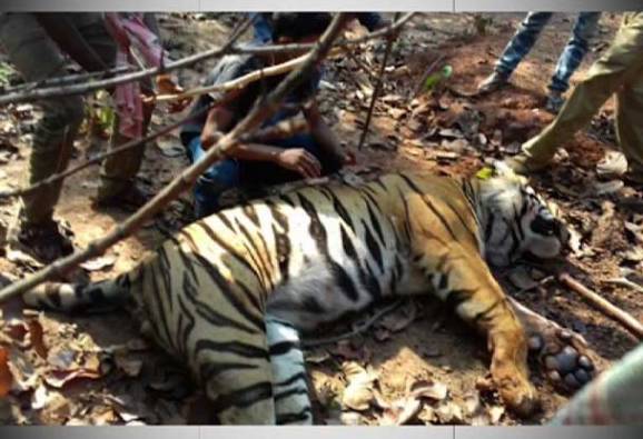 বল্লম দিয়ে খুঁচিয়ে শিকার, লালগড়ে বাঘঘরার জঙ্গলে মিলল বাঘের মৃতদেহ
