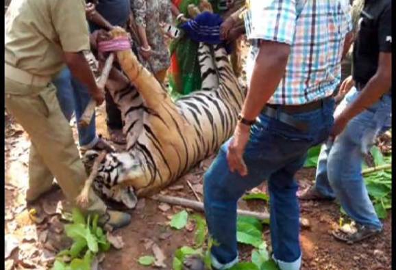 জঙ্গলমহলে বাঘের মৃত্যু নিয়ে বন দফতরের ভূমিকায় প্রশ্ন জাতীয় ব্যাঘ্র সংরক্ষণ নিগমের সদস্যর