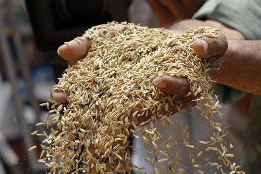 80 ਰੁਪਏ ਕੁਇੰਟਲ ਵਧੇਗਾ ਝੋਨੇ ਦਾ ਸਮੱਰਥਨ ਮੁੱਲ