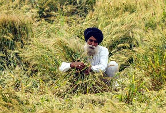 ਕਿਸਾਨਾਂ ਦੀਆਂ ਖੁਦਕੁਸ਼ੀਆਂ ਪਿੱਛੇ ਹੀ ਵੀ ਵੱਡਾ ਕਾਰਨ!