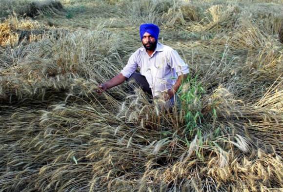 ਬੇਮੌਸਮੇ ਮੀਂਹ ਦਾ ਕਿਸਾਨਾਂ 'ਤੇ ਕਹਿਰ, ਕਣਕ ਦਾ ਝਾੜ ਪ੍ਰਭਾਵਿਤ