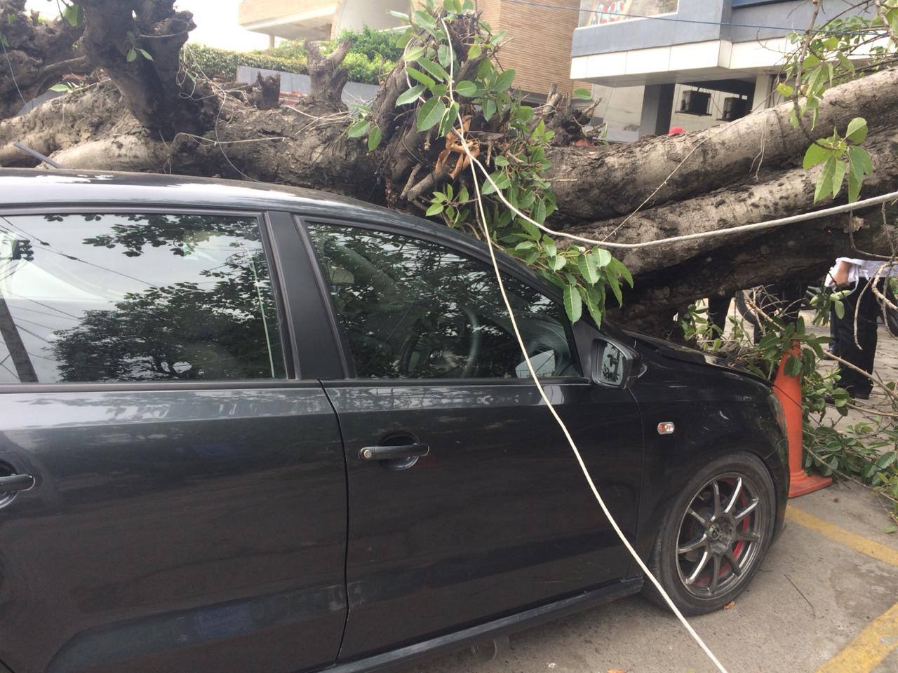 2-old-tree-fell-in-Jalandhar