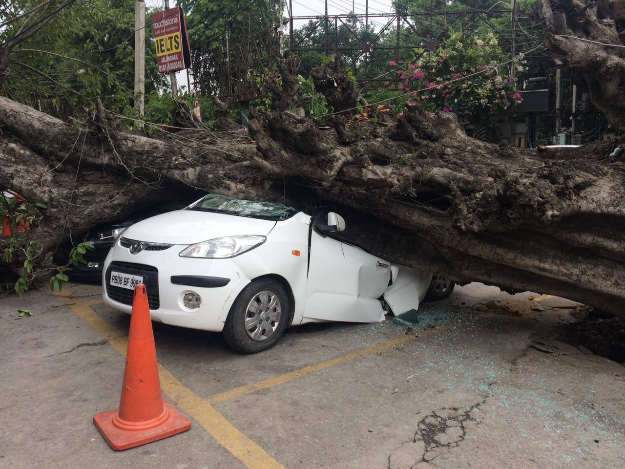 3-old-tree-fell-in-Jalandhar