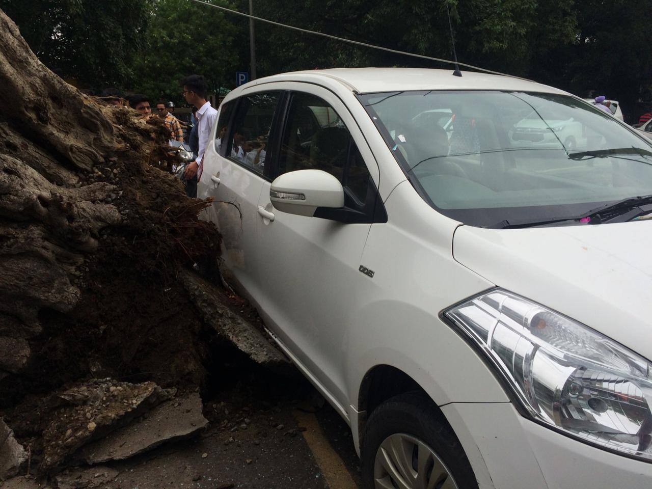4-old-tree-fell-in-Jalandhar