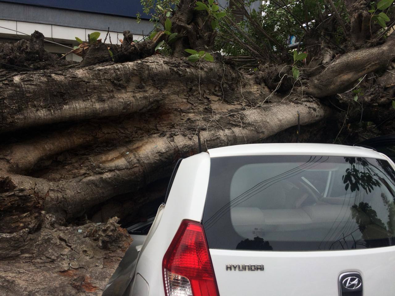 5-old-tree-fell-in-Jalandhar