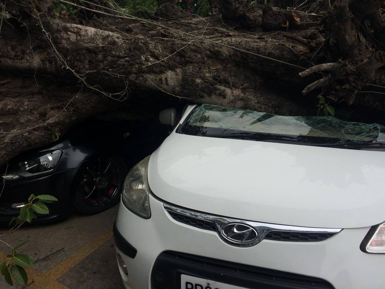 6-old-tree-fell-in-Jalandhar