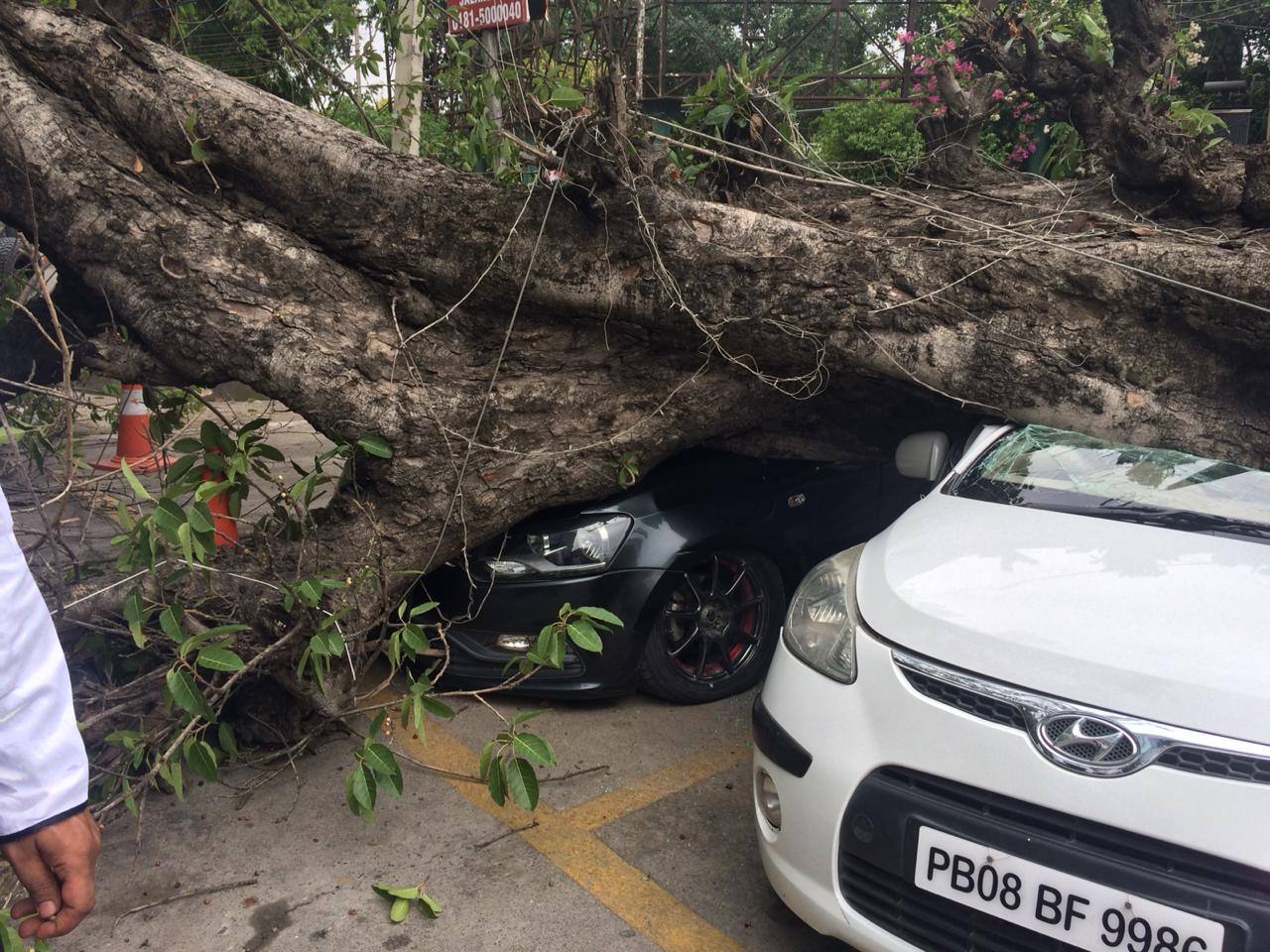 7-old-tree-fell-in-Jalandhar