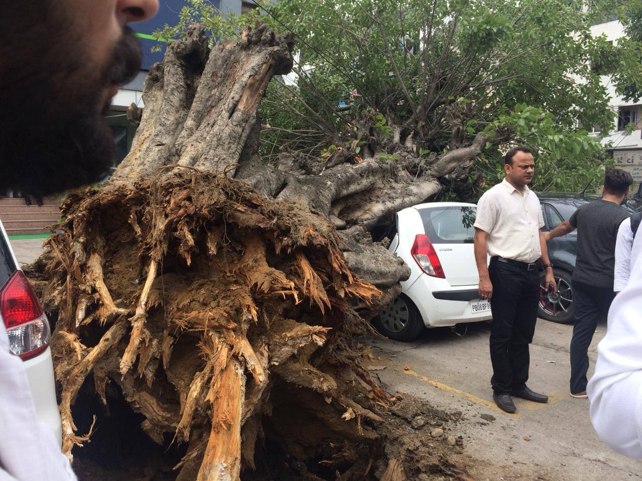 8-old-tree-fell-in-Jalandhar