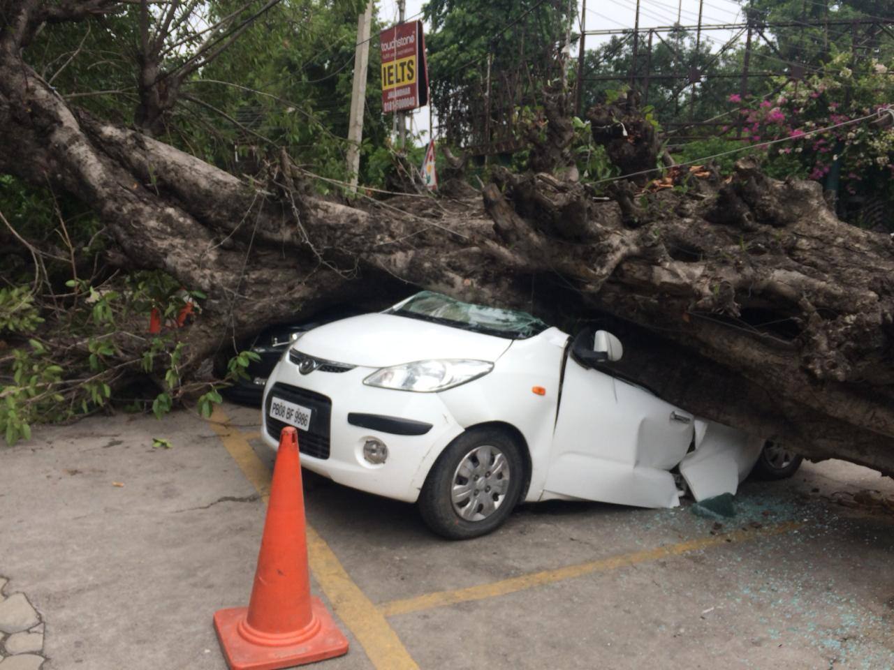 9-old-tree-fell-in-Jalandhar