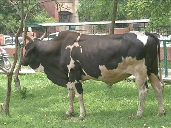 ਆਵਾਰਾ ਪਸ਼ੂ ਸੰਭਾਲਣਗੇ ਪੰਜਾਬ ਦੀਆਂ ਜੇਲ੍ਹਾਂ 'ਚ ਬੰਦ ਕੈਦੀ !