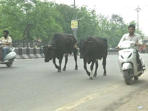 ਆਵਾਰਾ ਪਸ਼ੂ ਸੰਭਾਲਣਗੇ ਪੰਜਾਬ ਦੀਆਂ ਜੇਲ੍ਹਾਂ 'ਚ ਬੰਦ ਕੈਦੀ !