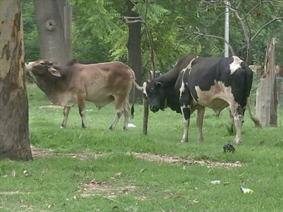 ਆਵਾਰਾ ਪਸ਼ੂ ਸੰਭਾਲਣਗੇ ਪੰਜਾਬ ਦੀਆਂ ਜੇਲ੍ਹਾਂ 'ਚ ਬੰਦ ਕੈਦੀ !