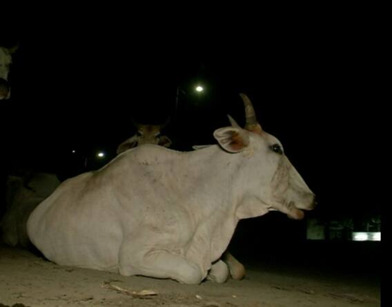 ਆਵਾਰਾ ਪਸ਼ੂ ਸੰਭਾਲਣਗੇ ਪੰਜਾਬ ਦੀਆਂ ਜੇਲ੍ਹਾਂ 'ਚ ਬੰਦ ਕੈਦੀ !