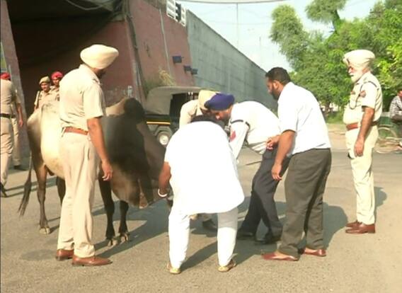 ਹੁਣ ਪੰਜਾਬ ਪੁਲਿਸ ਕੱਢੇਗੀ ਆਵਾਰਾ ਪਸ਼ੂਆਂ ਦਾ ਹੱਲ, ਮੁਲਾਜ਼ਮਾਂ ਦੀ ਲੱਗੀ ਡਿਊਟੀ