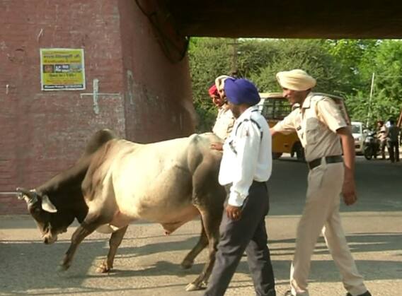 ਹੁਣ ਪੰਜਾਬ ਪੁਲਿਸ ਕੱਢੇਗੀ ਆਵਾਰਾ ਪਸ਼ੂਆਂ ਦਾ ਹੱਲ, ਮੁਲਾਜ਼ਮਾਂ ਦੀ ਲੱਗੀ ਡਿਊਟੀ