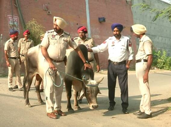 ਹੁਣ ਪੰਜਾਬ ਪੁਲਿਸ ਕੱਢੇਗੀ ਆਵਾਰਾ ਪਸ਼ੂਆਂ ਦਾ ਹੱਲ, ਮੁਲਾਜ਼ਮਾਂ ਦੀ ਲੱਗੀ ਡਿਊਟੀ