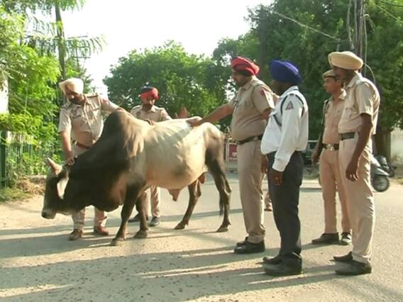 ਹੁਣ ਪੰਜਾਬ ਪੁਲਿਸ ਕੱਢੇਗੀ ਆਵਾਰਾ ਪਸ਼ੂਆਂ ਦਾ ਹੱਲ, ਮੁਲਾਜ਼ਮਾਂ ਦੀ ਲੱਗੀ ਡਿਊਟੀ